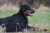 BEAUCERON 983